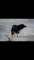 Border Collie Montana