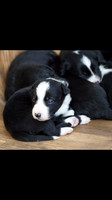 Pups Montana