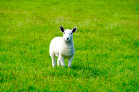 Lamb in Ireland