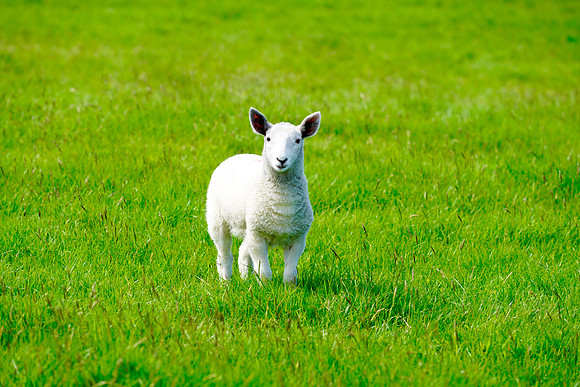 Lamb in Ireland
