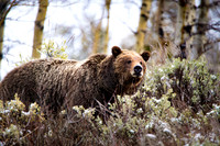 Grizzly1