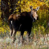 Nature/Wildlife