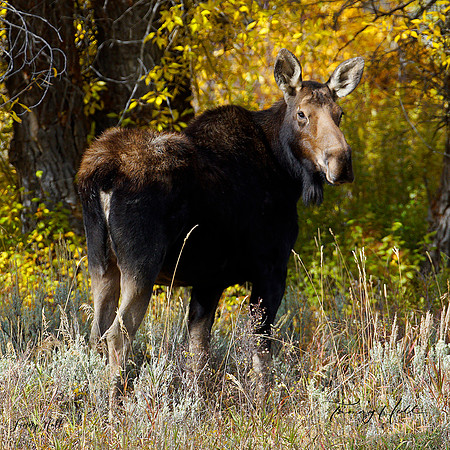 Yearling