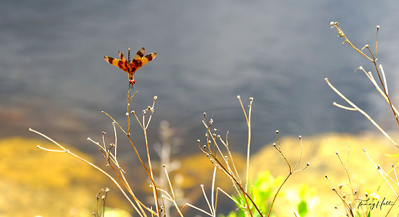 Dragonfly