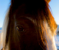 Sweet Eye