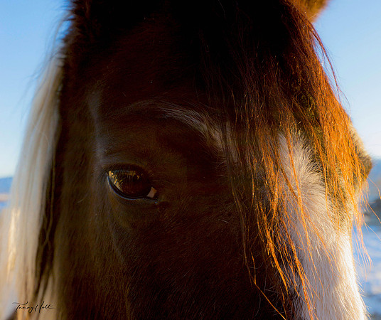 Sweet Eye