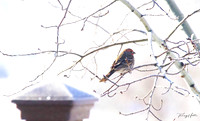Finch