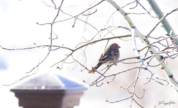 Finch