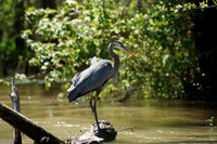 Great Blue