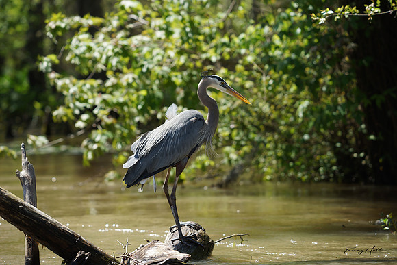 Great Blue