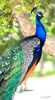 Peacock