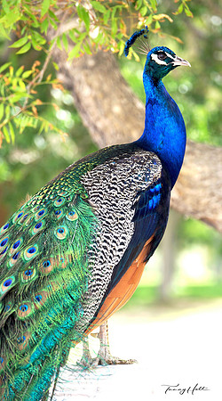 Peacock