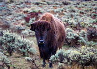 Buffalo