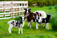 Spotted Sheep County Donegal, Ireland