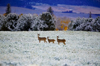 Three Whitetail