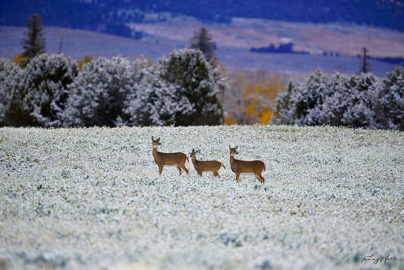 Three Whitetail