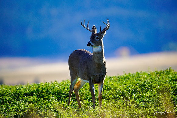 Whitetail Buck