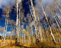 Aspens Guardsman, Utah