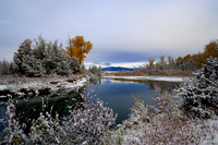 Golden Tree, Montana