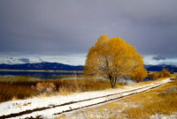 Autumn Tree, Montana