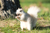 white squirrel