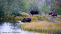Moose family